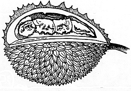 Coloring antistress durian